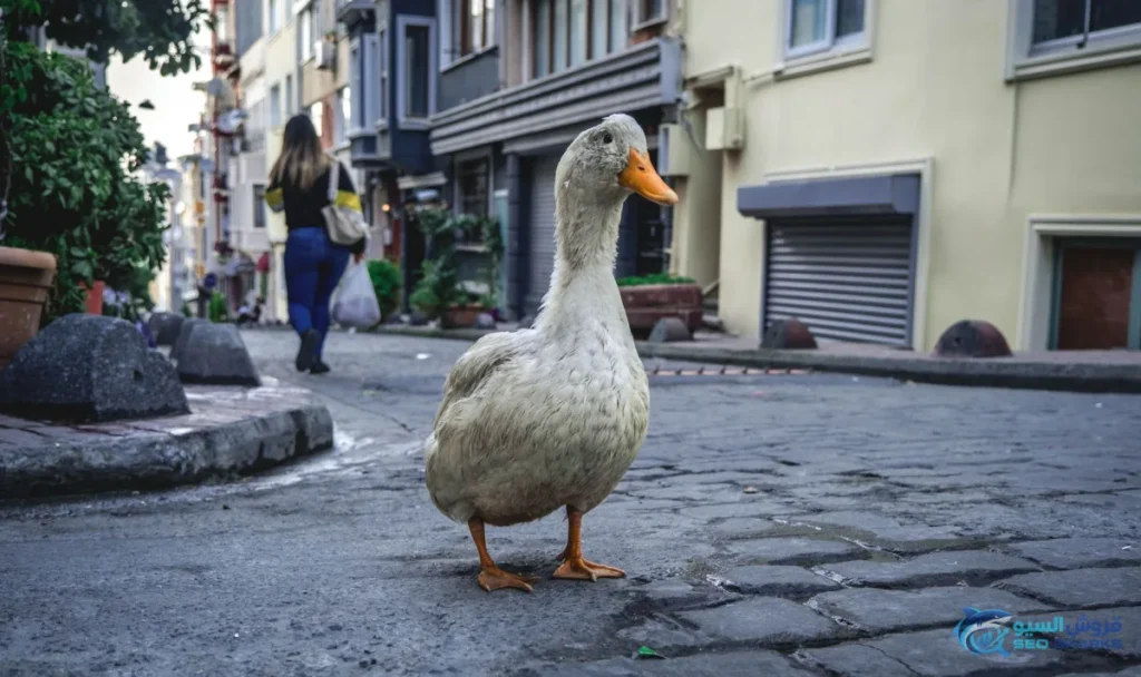 مميزات محرك البحث duckduckgo وكيف يحمي خصوصية تصفحك على الإنترنت؟ - مميزات محرك البحث duckduckgo وكيف
